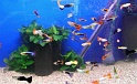 Heimtiermesse 2009   064